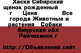 Хаски Сибирский (щенок рожденный 20.03.2017г.) › Цена ­ 25 000 - Все города Животные и растения » Собаки   . Амурская обл.,Райчихинск г.
